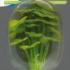 SuperFish Easy Aquariumplanten Voorgrond 5