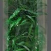 SuperFish Easy Aquariumplanten Hoog 2